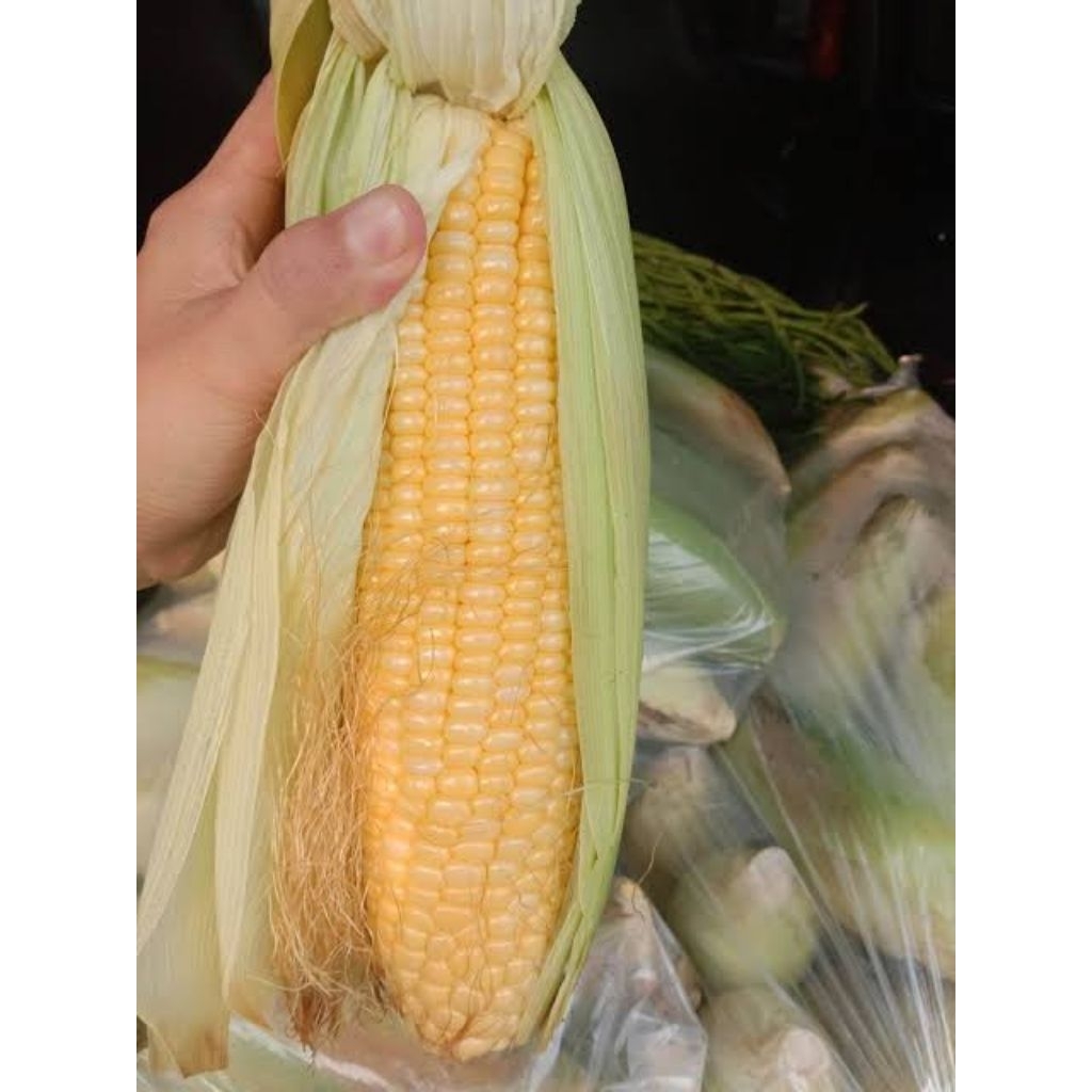 250 benih jagung manis madu