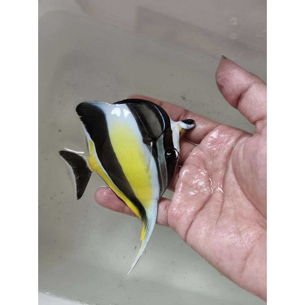 Ikan Hias Air Laut Jenis Ikan Moris