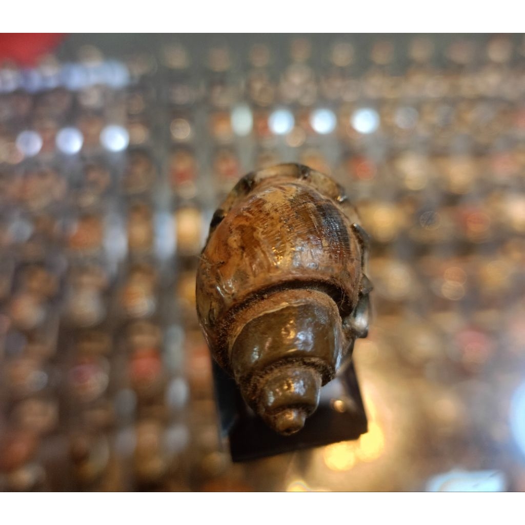 Cincin Fosil keong/kool buntet (natural)