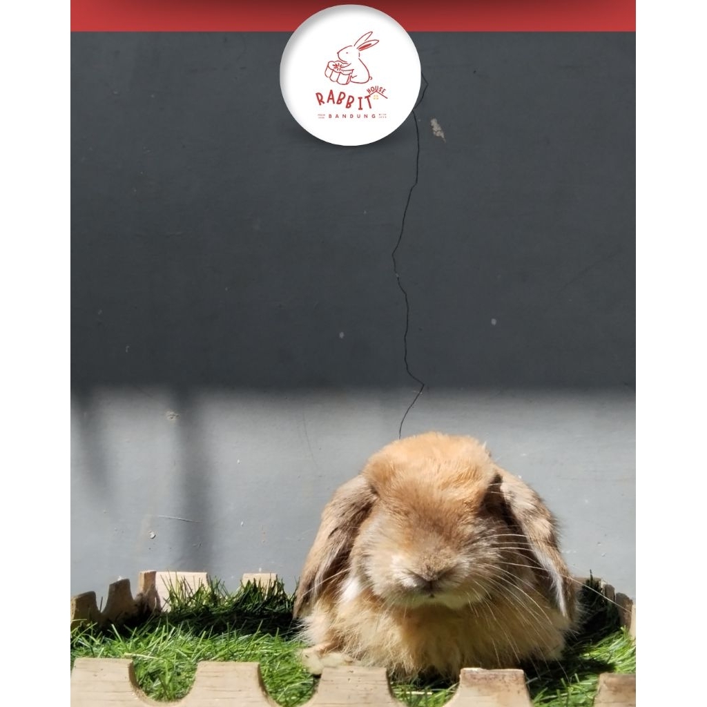 Kelinci Holland Lop Jantan | Rumah Kelinci Bandung