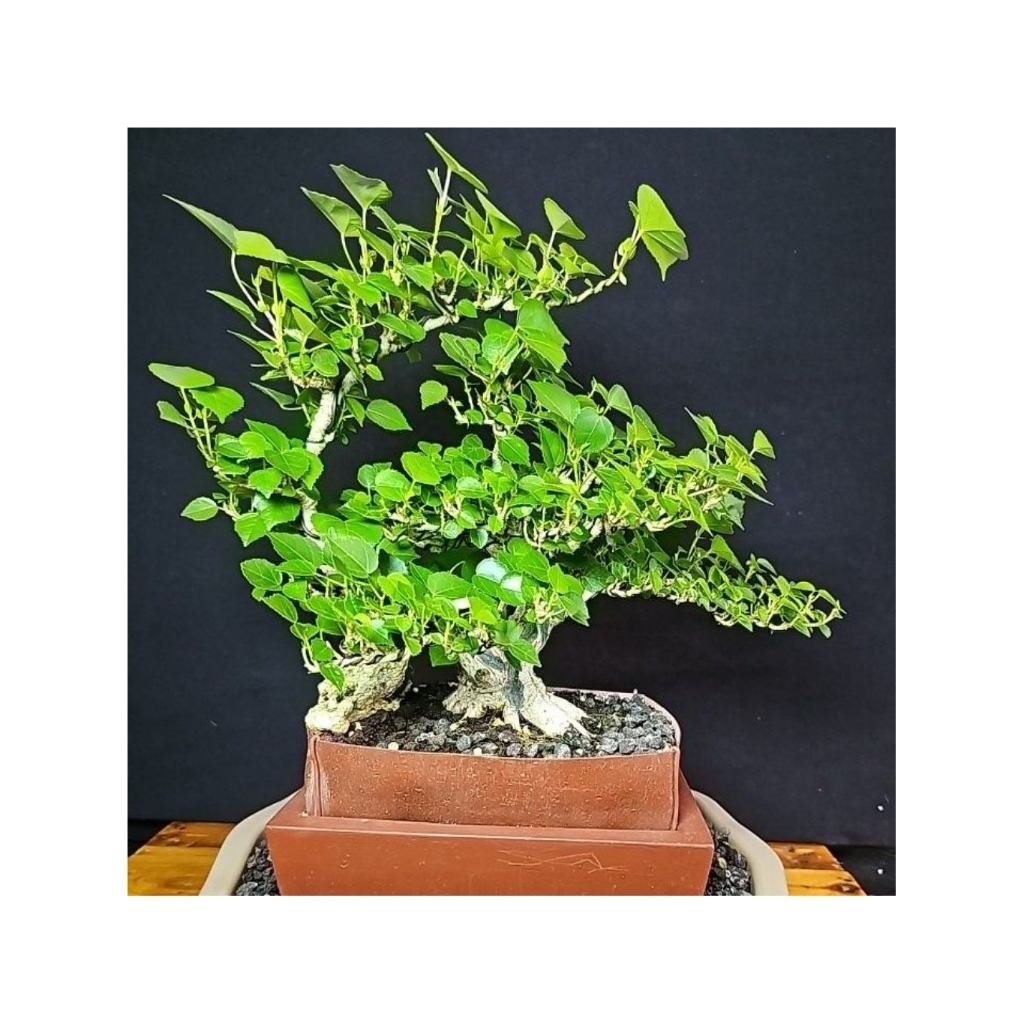 Bonsai Waru Taiwan Gaya Vietnam Melingkar Unik | Batang Tua Berkarakter | Rimbun Siap Rawat & Prospe