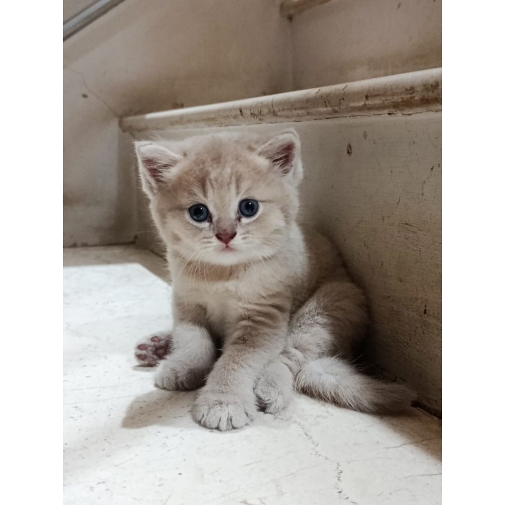 Munchkin NS Gaelic BSH Jantan