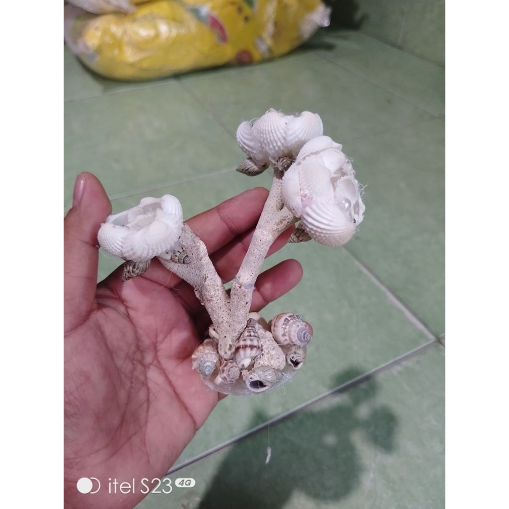 bunga kerang dara putih 3 cabang hiasan meja