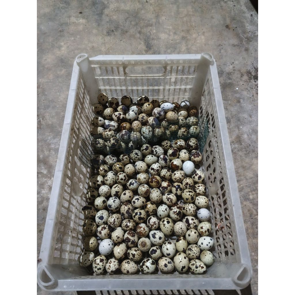 Telur Puyuh Mentah Segar / Telur Puyuh Fresh Mentah