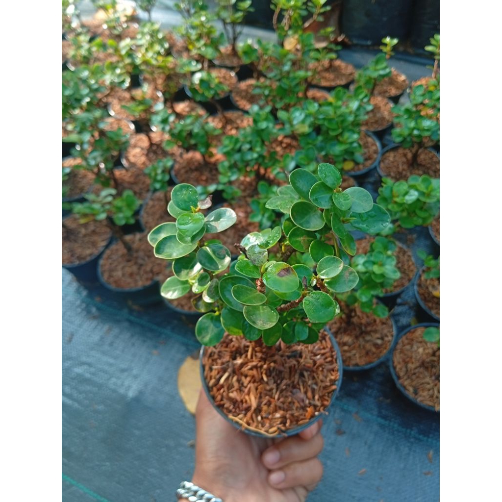 bahan bonsai dolar mikro