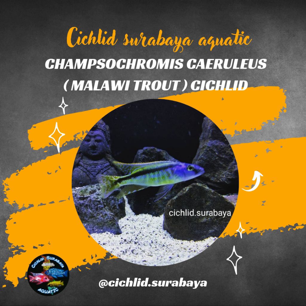 Champsochromis Caeruleus Malawi Trout Cichlid