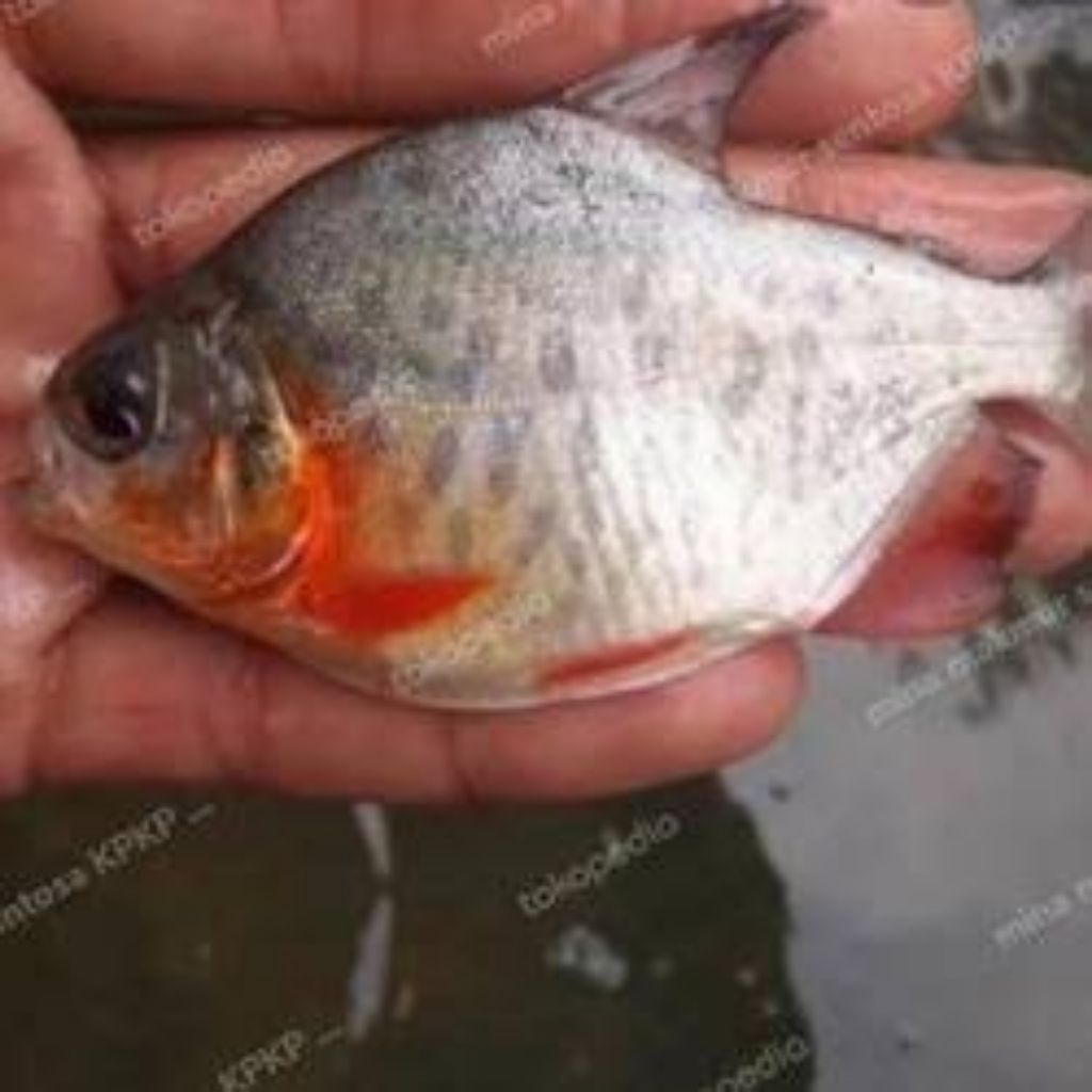 ikan bawal 3 jari isi 15 ekor