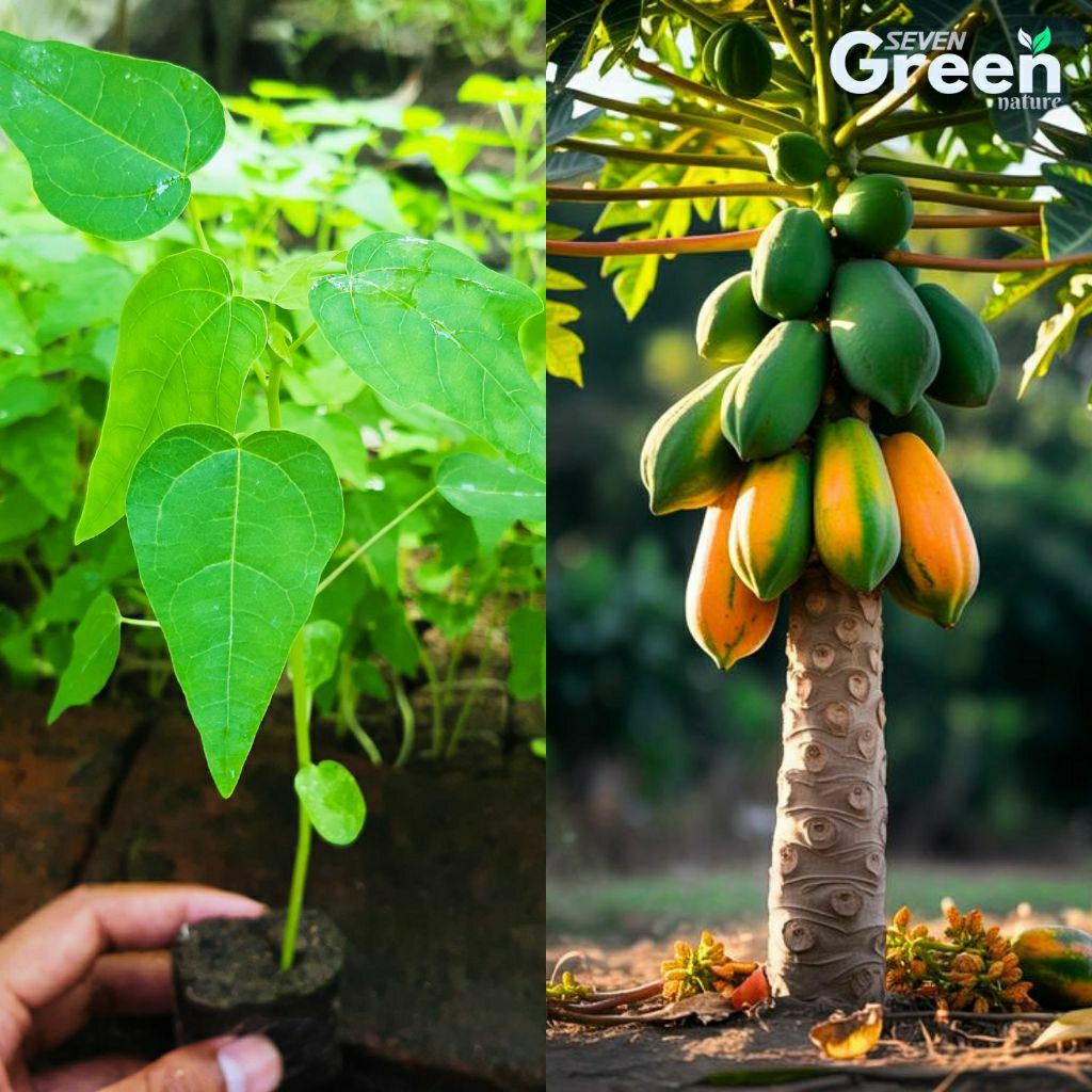 BIBIT TANAMAN PEPAYA CALIFORNIA SIAP TANAM