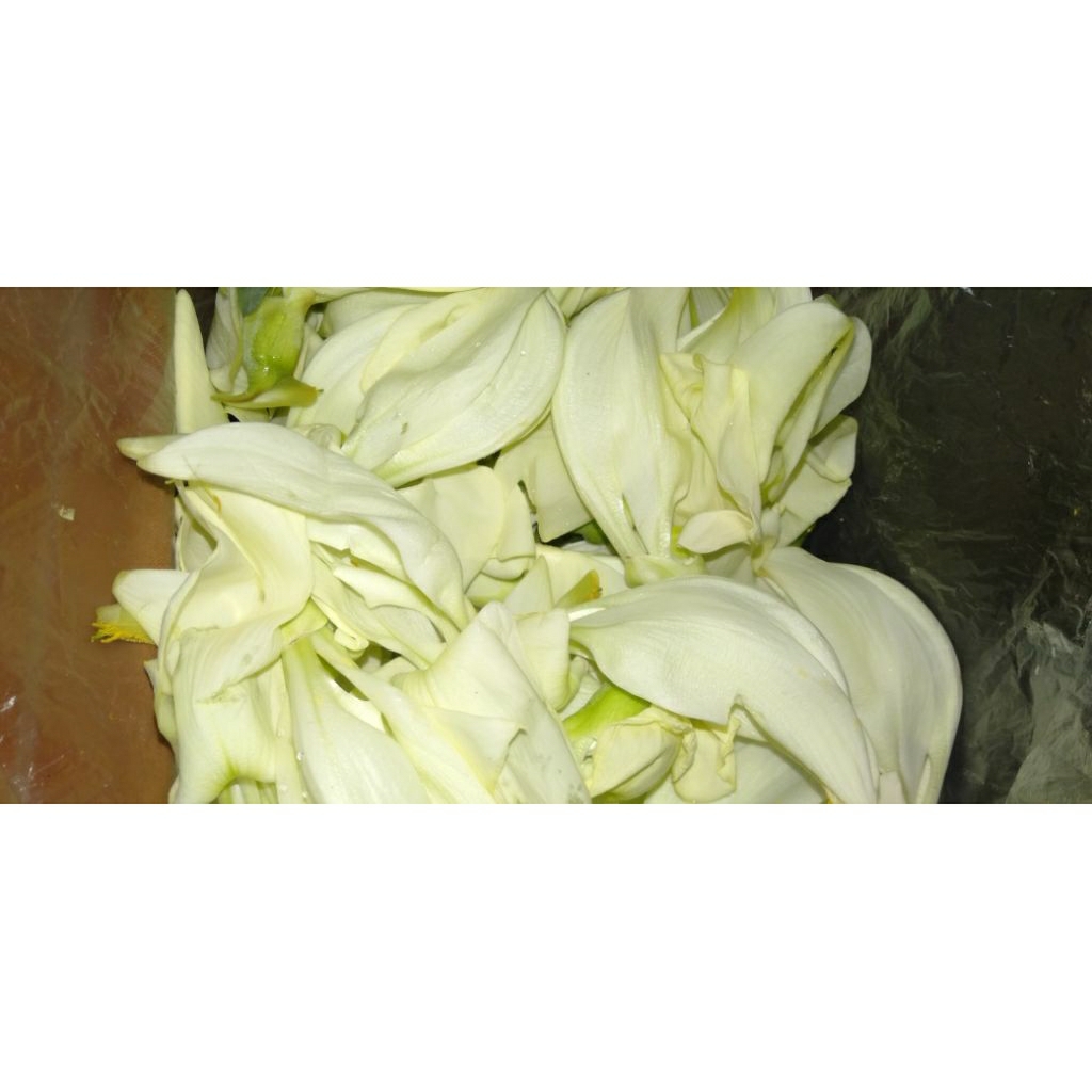 Bunga Kembang Turi sayur segar