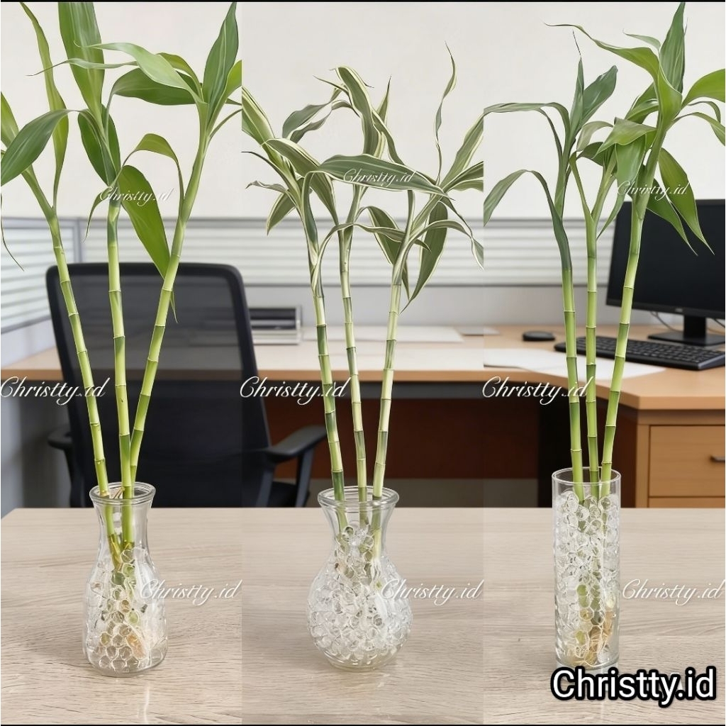 Paket Bambu Hoki Tinggi + Vas + Hidrogel / Bambu Hoki 40cm / Bambu Sri Rejeki / Lucky Bamboo / Tanam