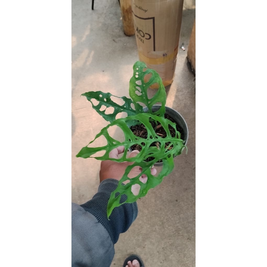 monstera obliqua