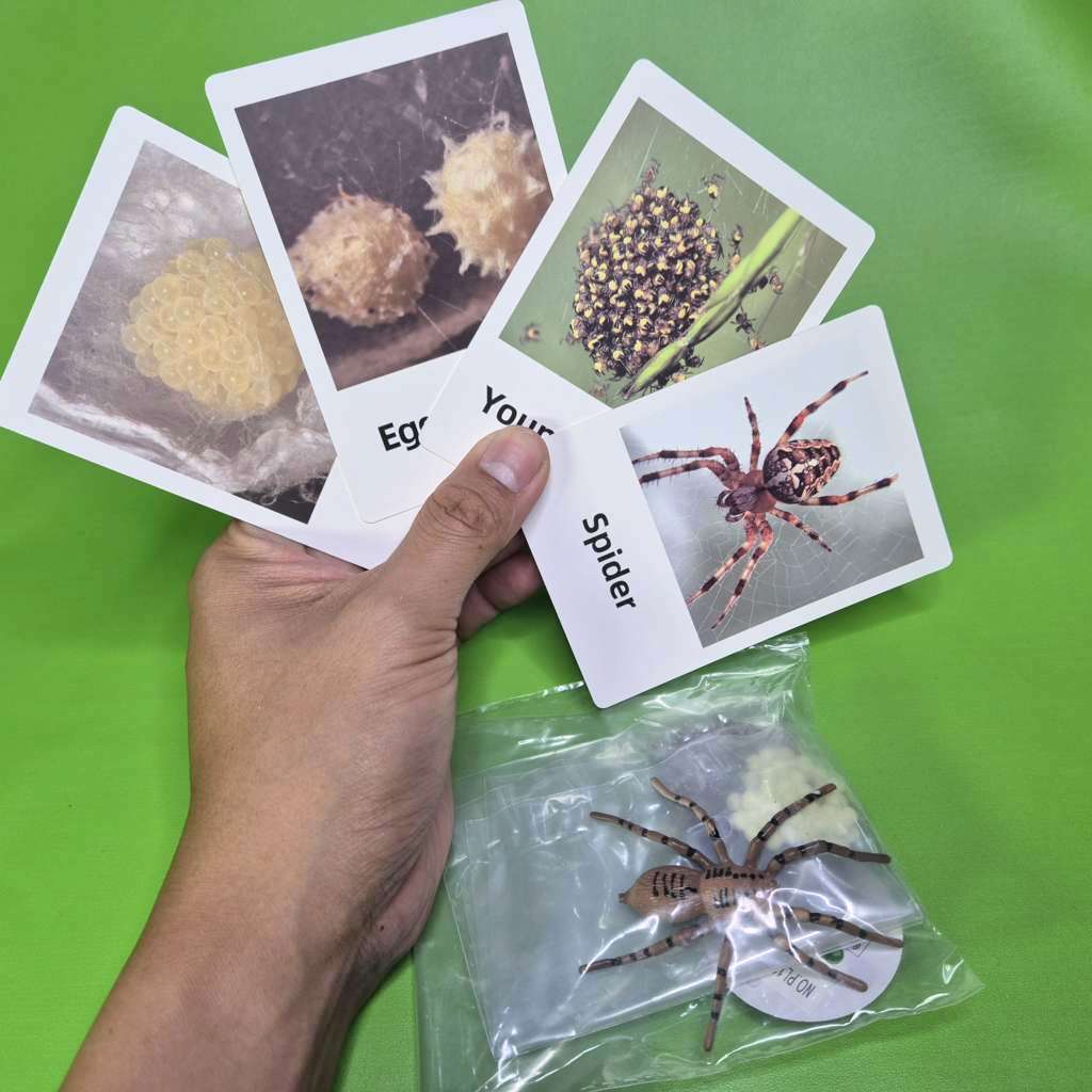 Mainan edukasi Siklus hidup Laba-laba Semut Spider Ant hewan dengan Flash Card Animal Figure Life Cy