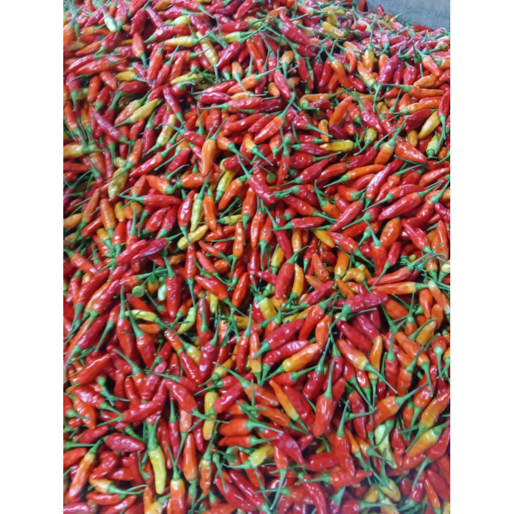 (1KG) cabe rawit merah caplak setan super ori lampung