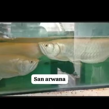 silver albino size  arowana unik jarang ada
