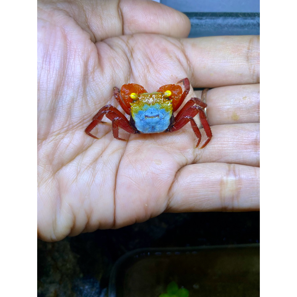 Kepiting Hias Vampire Crab (Rouxy)