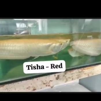 produk pajangan hiasan arowana new silver albino