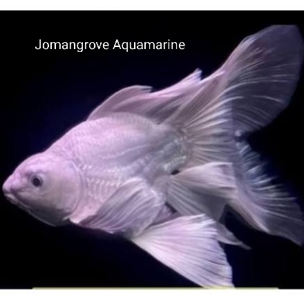 Koi Platinum Hudielong size 5 - 6cm koi butterfly short body Platinum