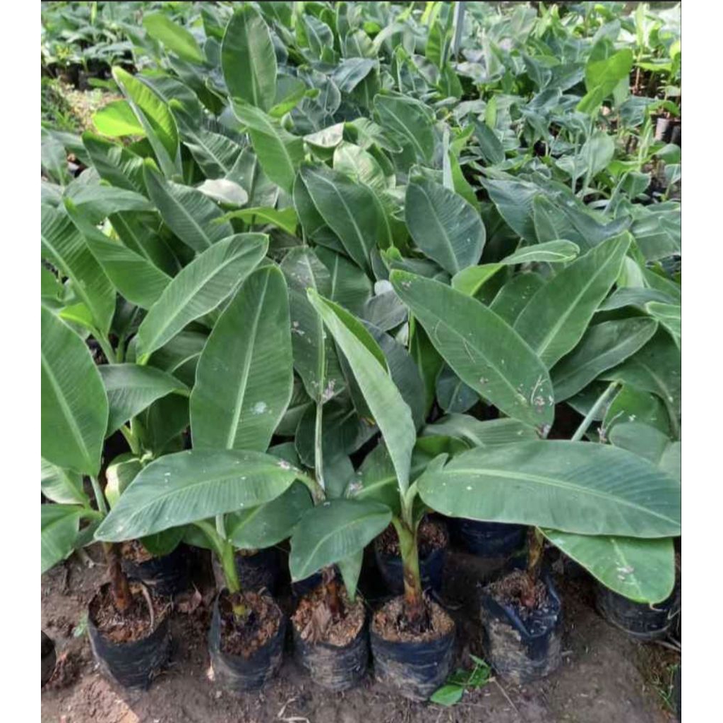 BIBIT PISANG RAJA BULU