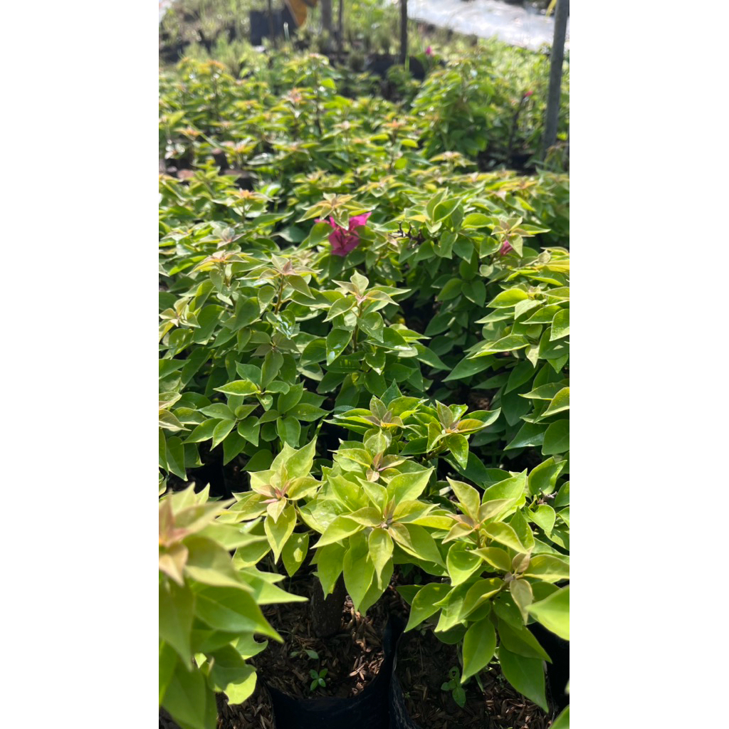 BOUGENVILLE SINGAPORE (BISA COD) Tanaman hias bougenville singapore bunga warna pink
