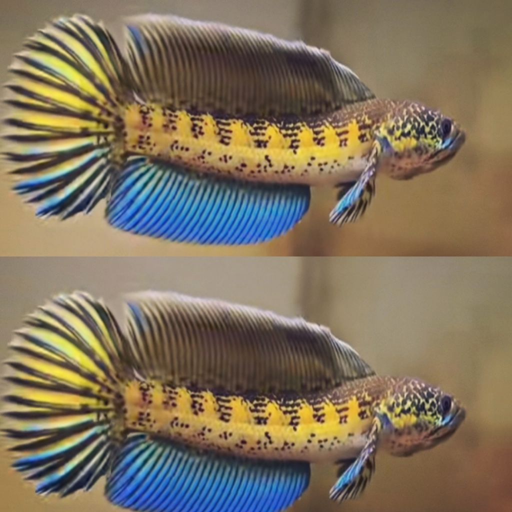 channa auranti ori | Ranti galak isi 2 ekor, ukuran 3-6cm