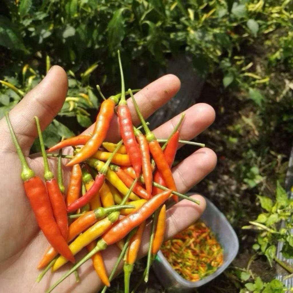 5 Gram Benih Cabe Rawit Lokal Minahasa Original