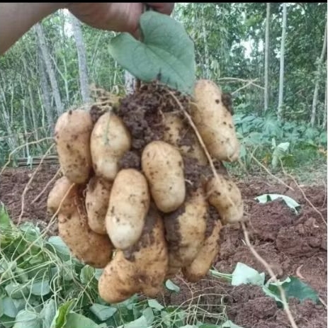 Gembili/Umbi Gembili 1kg(Siap Rebus).