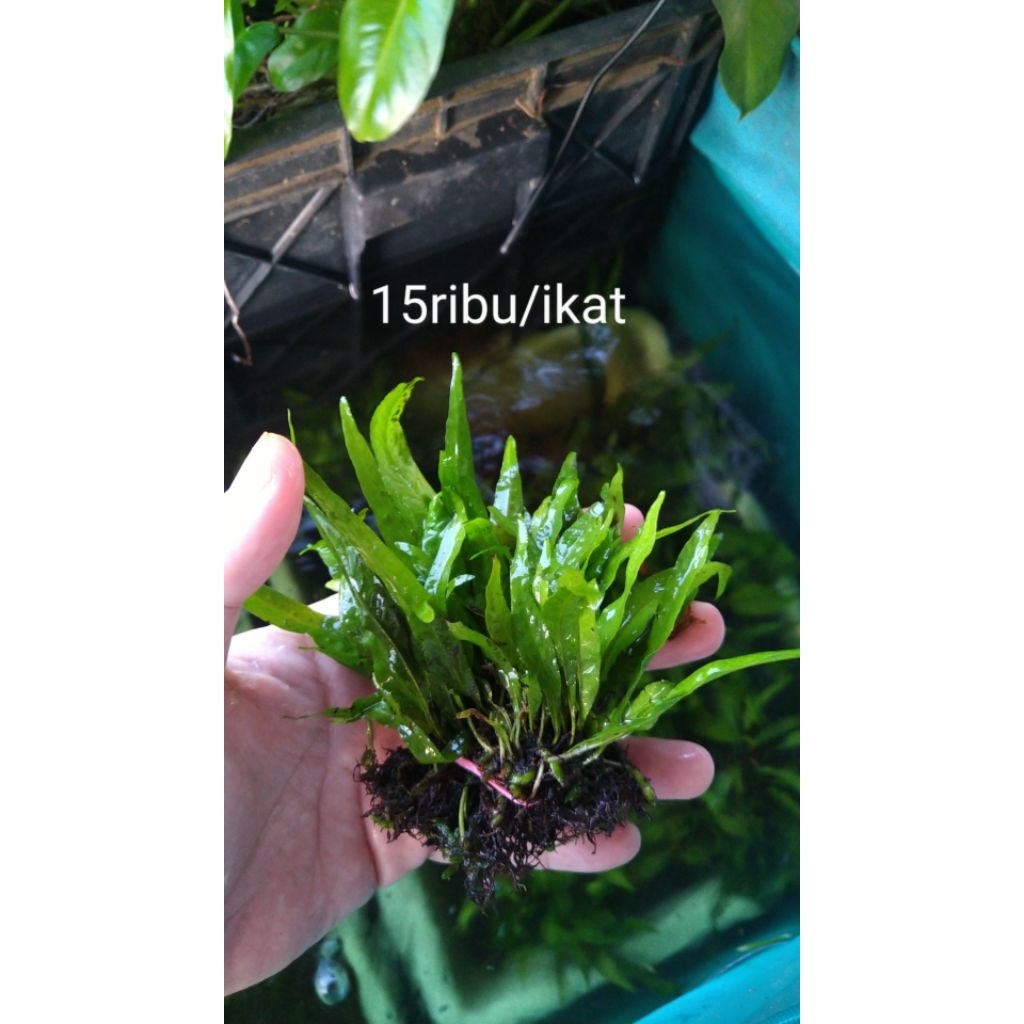 kadaka mini aquascape