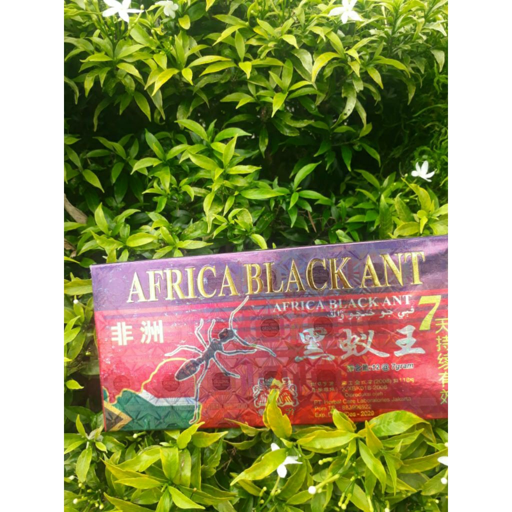 AFRICA BLACK ANT 7