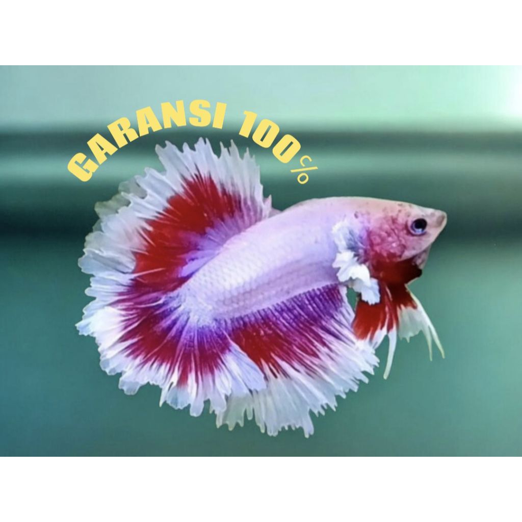 KING ROSETAIL FLAMINGO BUTTERFLY + CUPANG KING ROSETAIL HALFMOON BIGEAR FLAMINGO BUTTERFLY