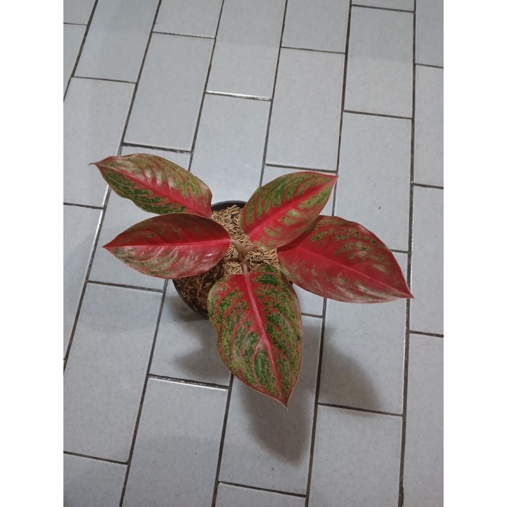 aglaonema anakan red regency
