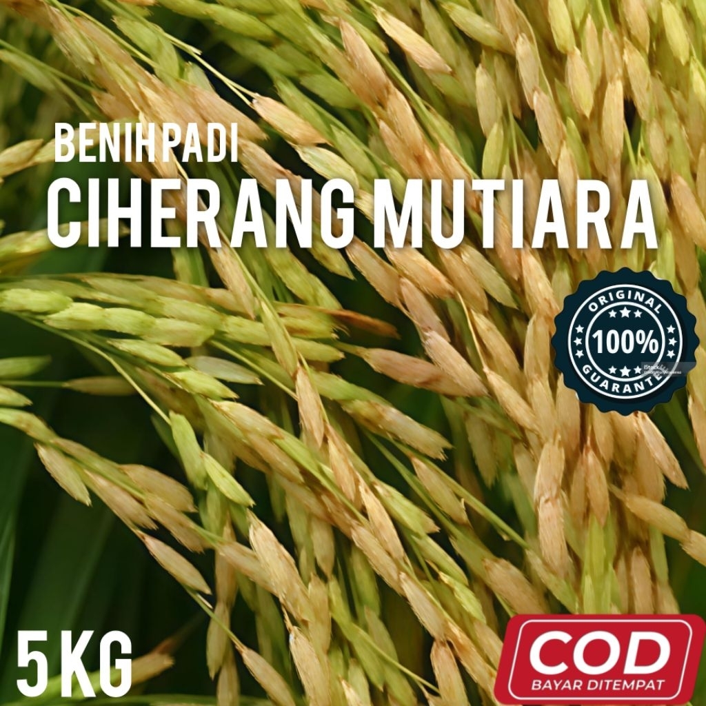 BENIH PADI CIHERANG MUTIARA ORIGINAL KEMASAN 5 KG