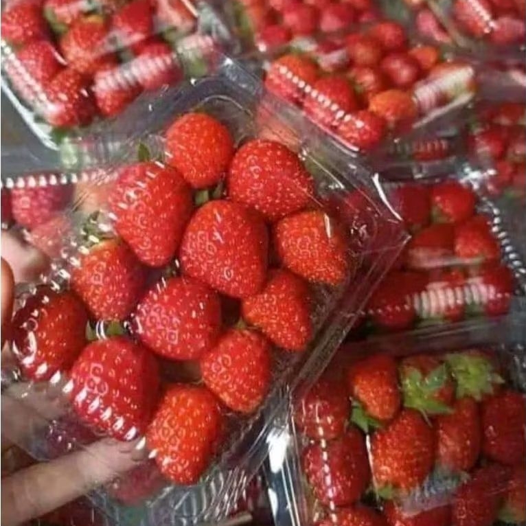 strawberry bandung fresh pack