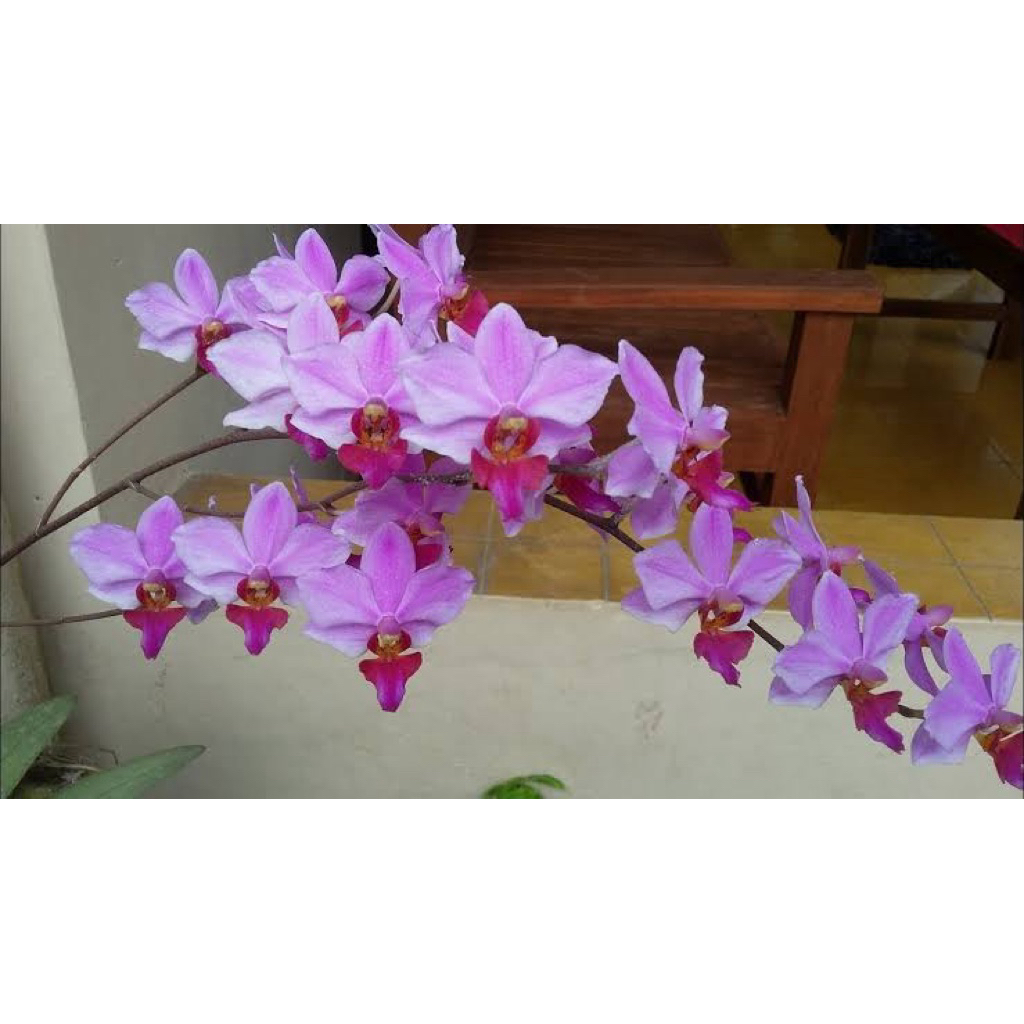Bunga anggrek doritis