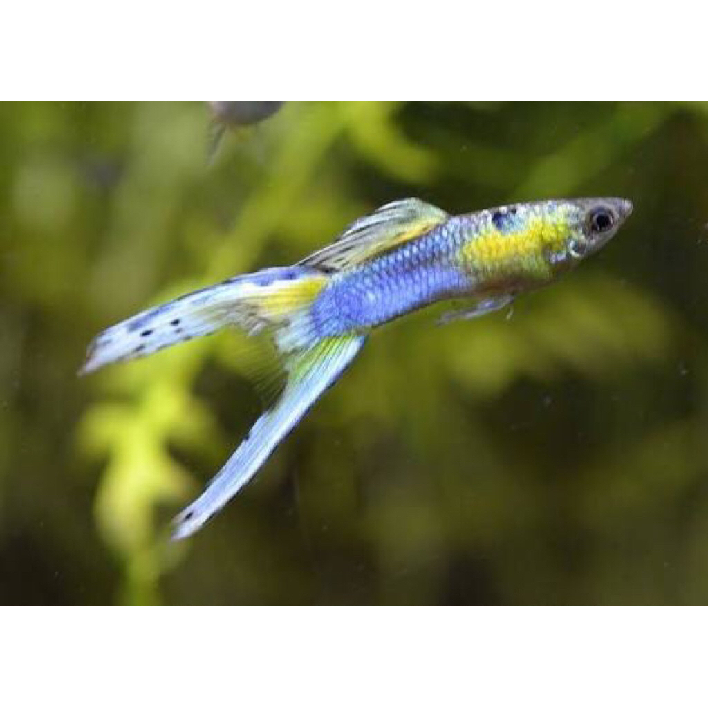 Pajangan Guppy JapanBlue double swordx AlbinoredKoi x TUXEDO KOI = ( +Bonus )