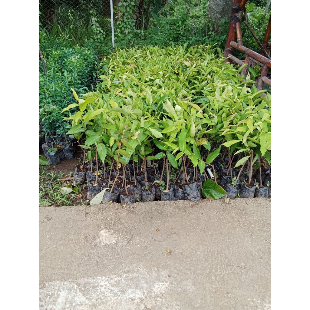 Bibit Jambu Air Okulasi