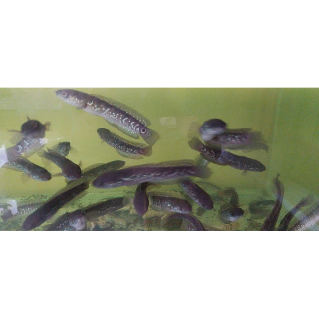 Hiasan Akuarium channa asiatica size 7-10 cm