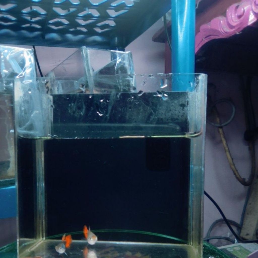 hiasan aquarium guppy tuxedo red short body