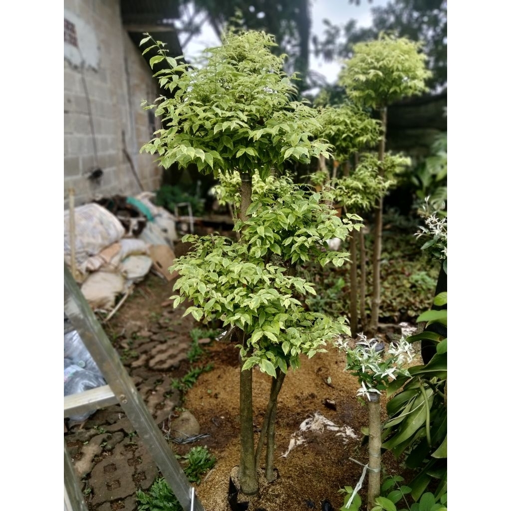 Bonsai anting Putri tinggi 160cm bonsai Taman anting Putri bonsai anting Putri cabang 4tinggi kurang