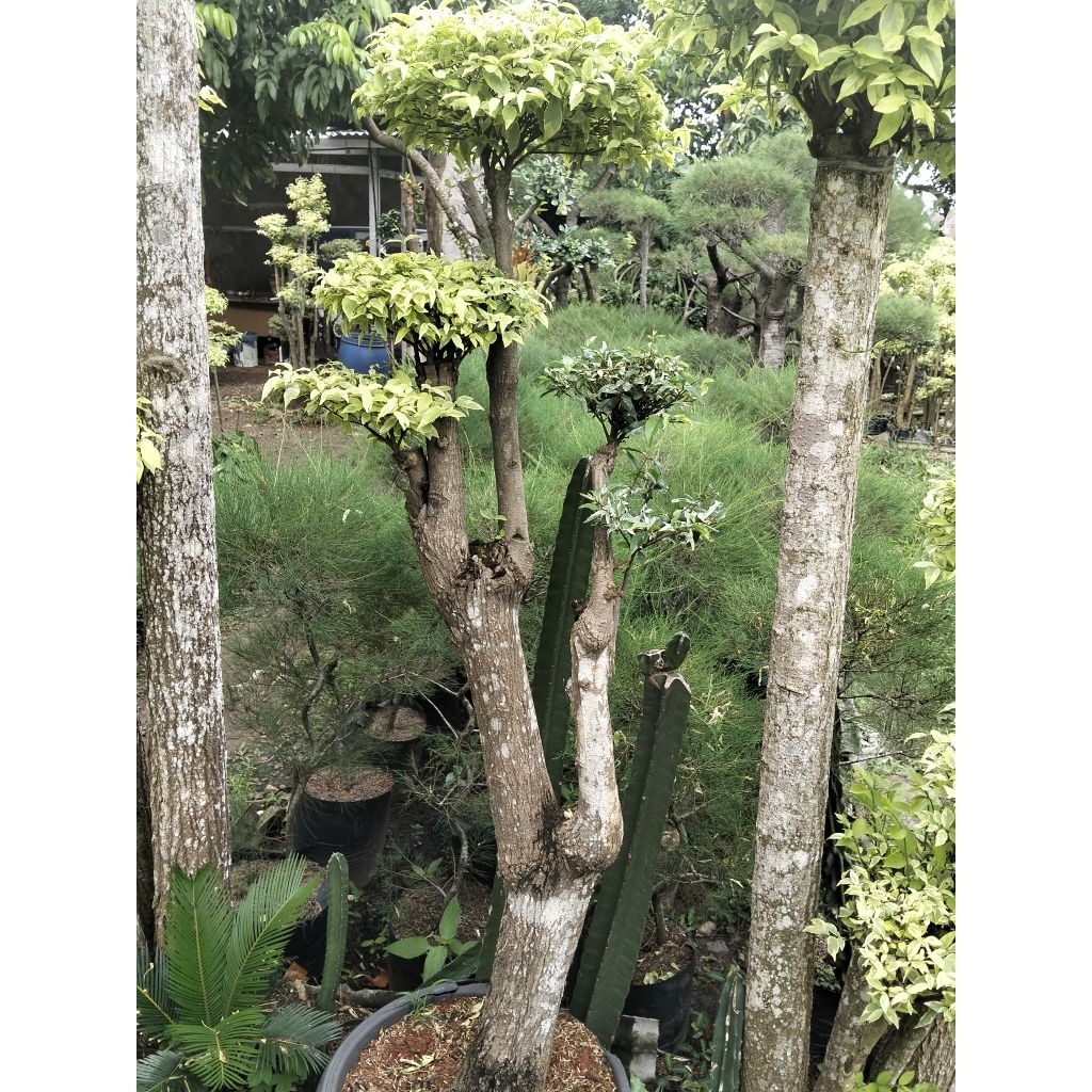 bonsai anting putri dua warna anting Putri kuning dan anting Putri salju dalam satu pohon