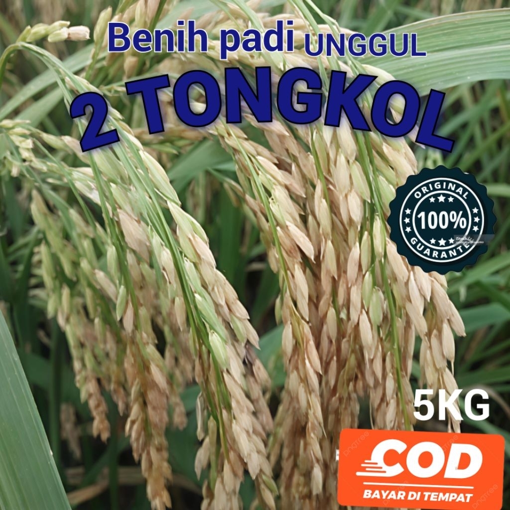 BENIH PADI ORIGINAL 2 TONGKOL KUALITAS UNGGUL KEMASAN 5 KG