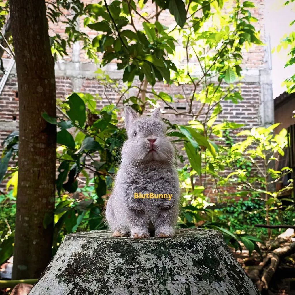 Anakan Kelinci hias Mini Netherland Dwarf (chincila)