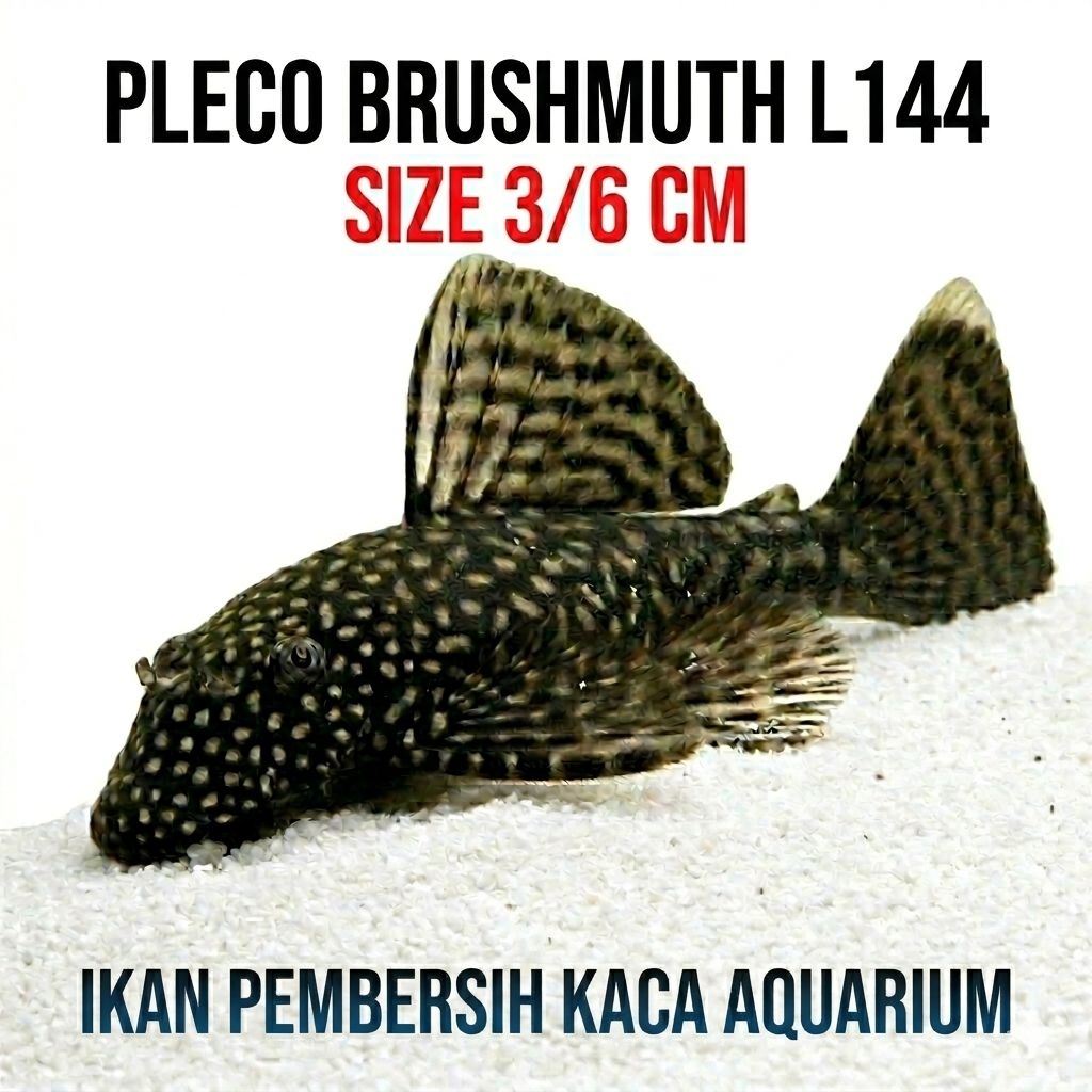 Ikan hias aquarium pleco brushmouth pembersih kaca aquarium L144/ hiasan pembersih aquarium