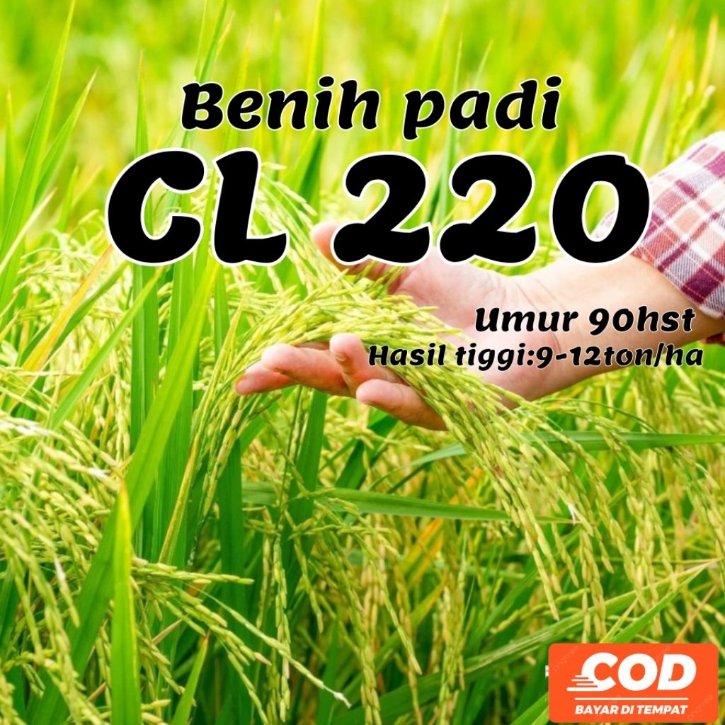 BIBIT BENIH PADI CL220 UNGGUL UMUR 90HST KMSN 5KG