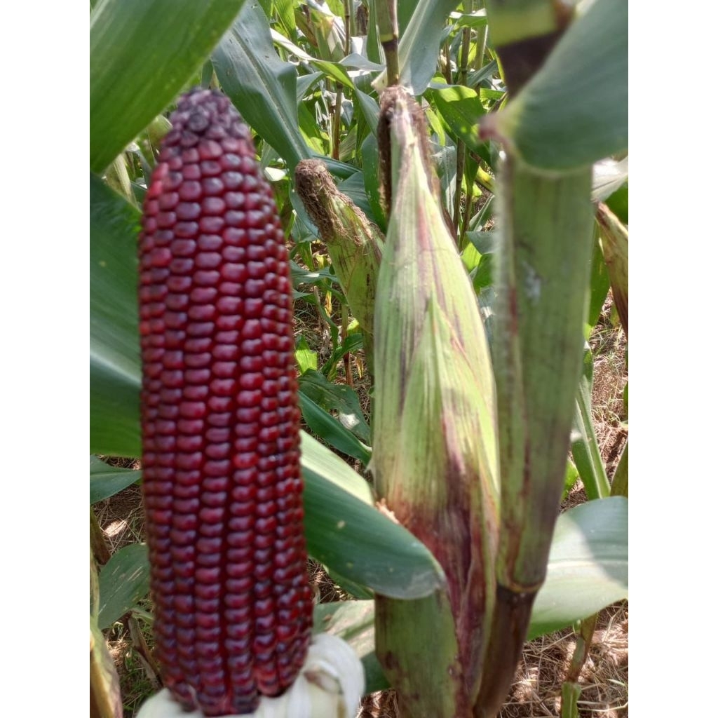JAGUNG KETAN PULUT UNGU GURIH