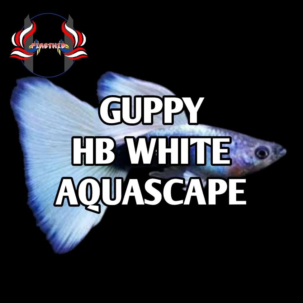 (1 P) Aksesoris Akuarium GUPPY Half Black (HB) White Delta Tail gen carrier Ribbon Fin C