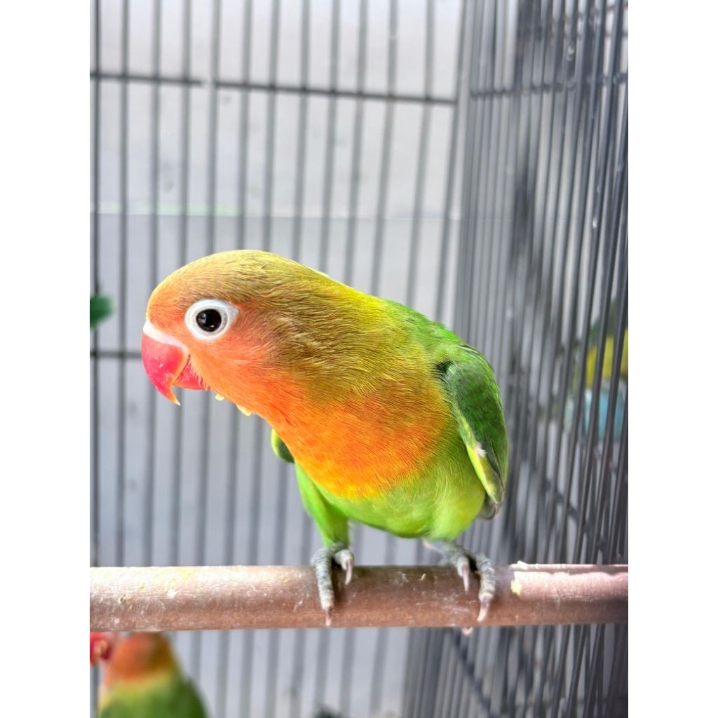 Lovebird josan dewasa atau paud