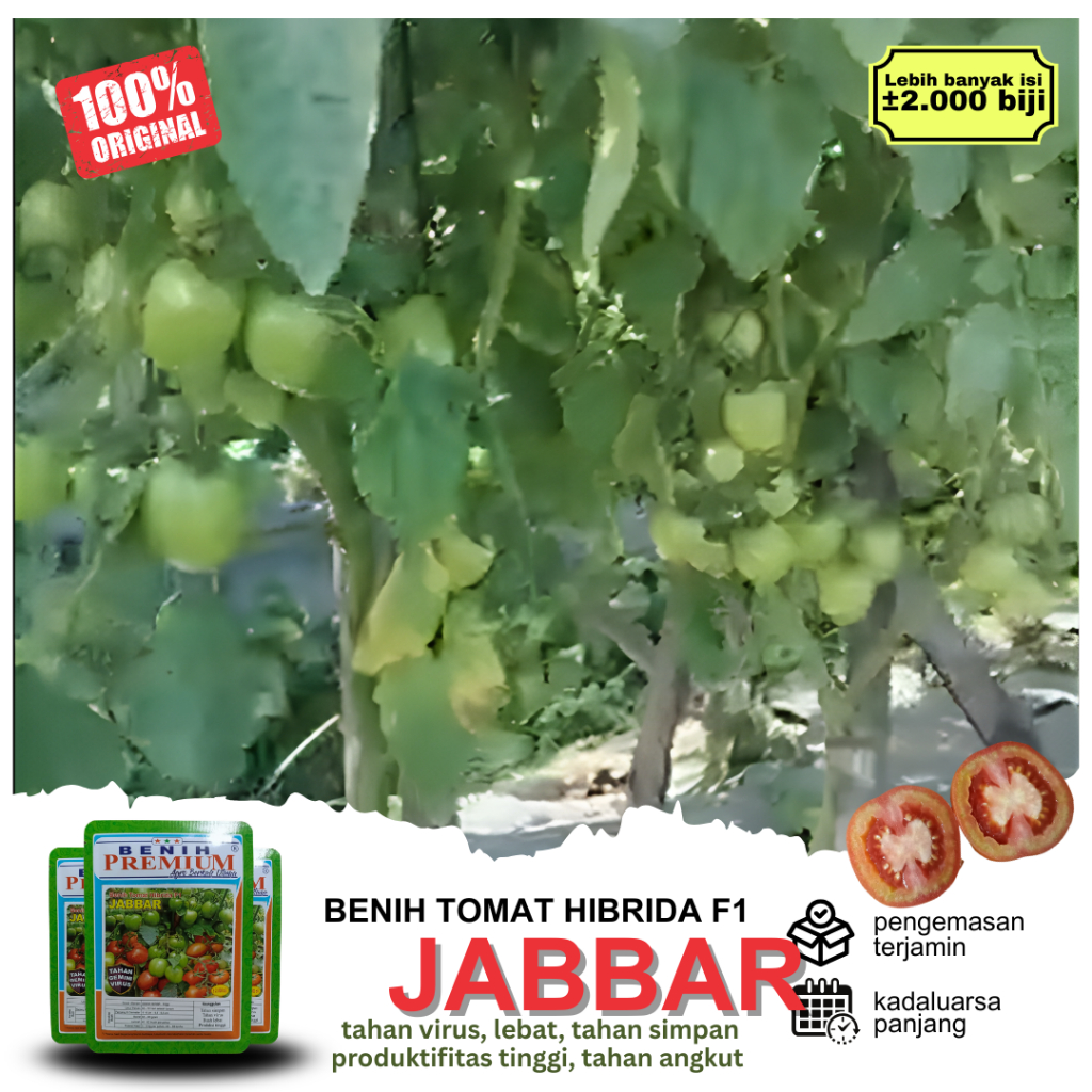 (100%) Benih Bibit Tomat Hibrida F1 Tahan Virus JABBAR Benih Premium +-2.000 biji | Tomat Tahan Layu