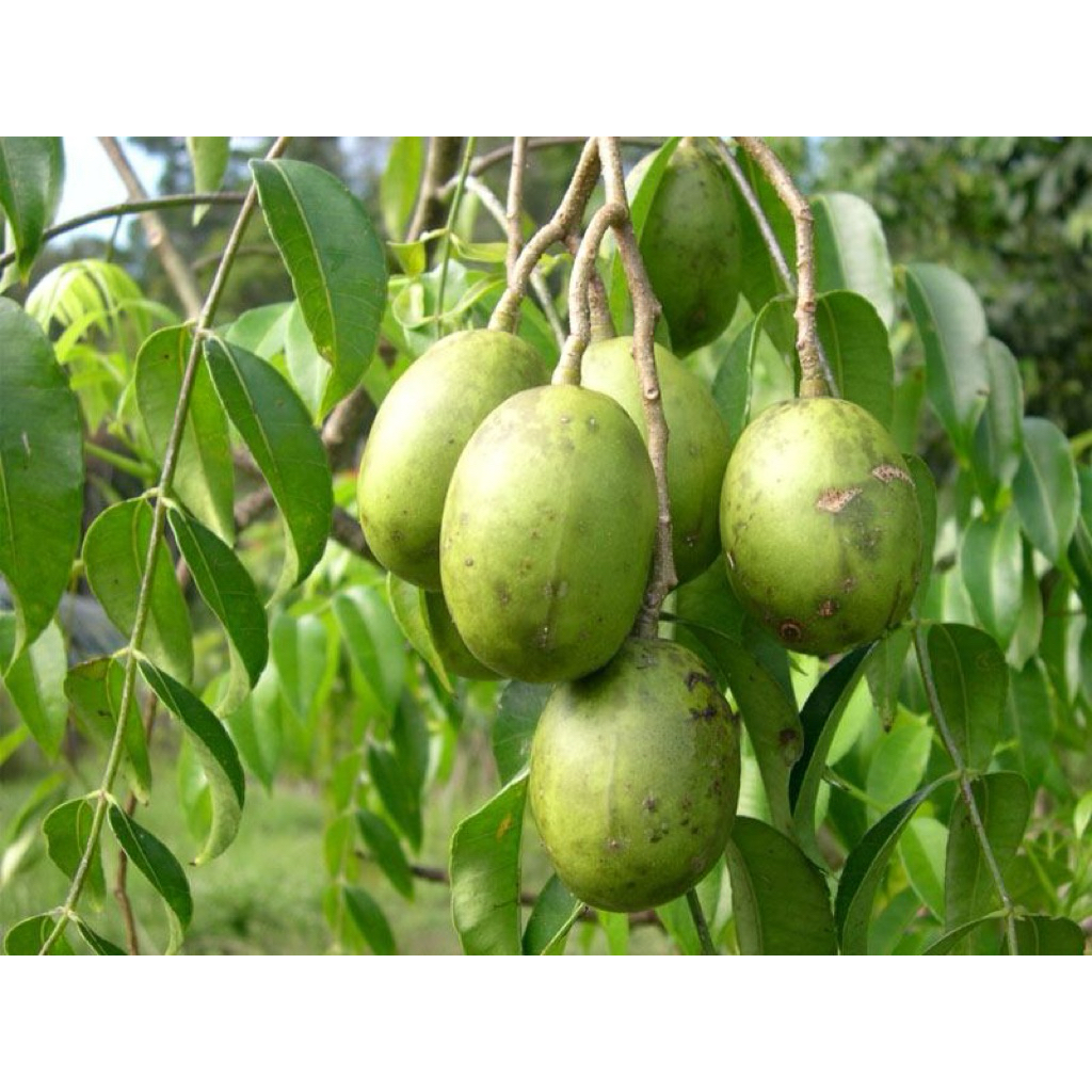 BIBIT Buah kedondong sudah berbuah Live