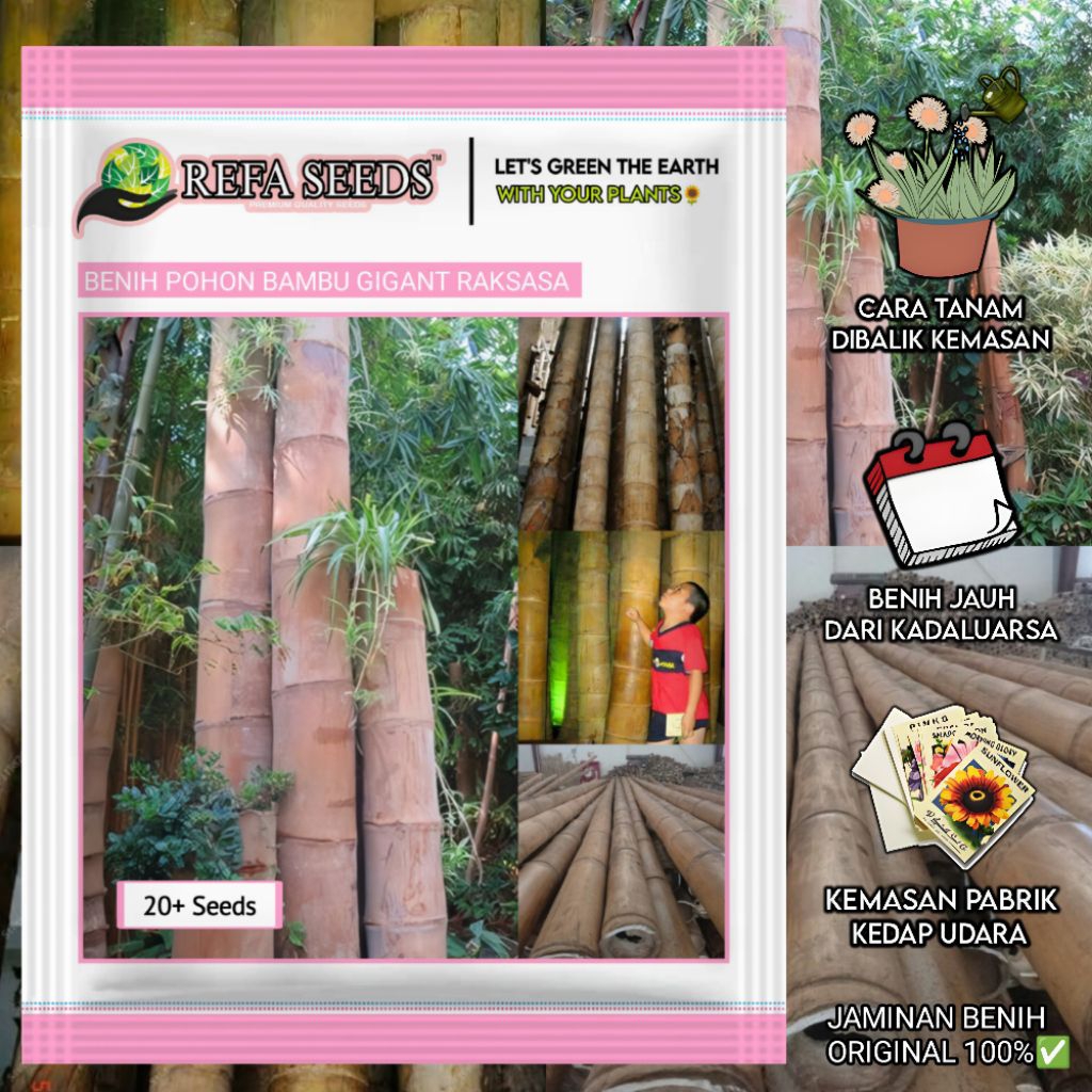 20 Biji Benih Pohon Bambu Gigant Raksasa Original | Kemasan Pabrik | Bibit Bambu Raksasa