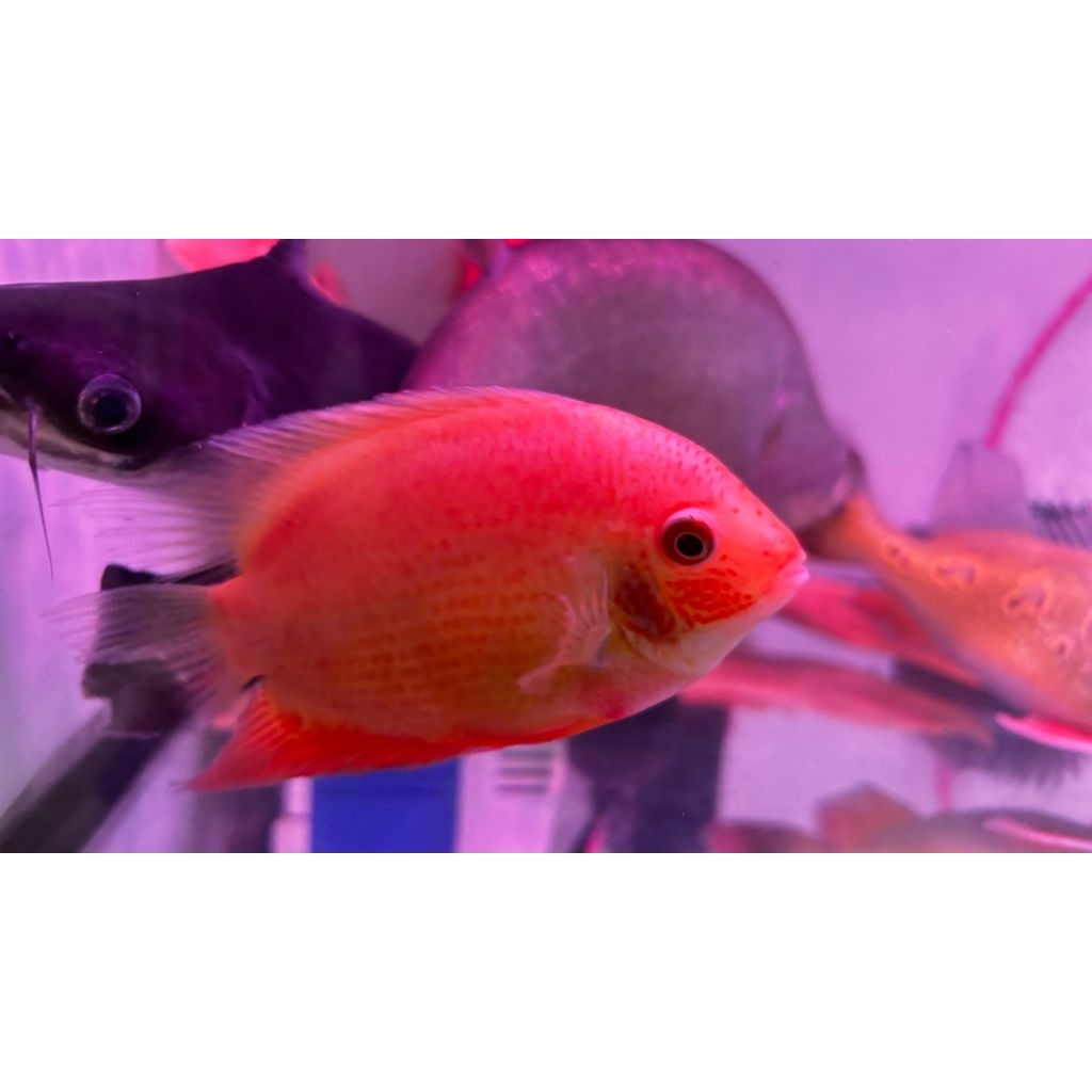 Ikan Red Severum Cichlid Red Spot Severum